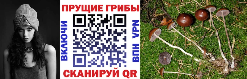 Галлюциногенные грибы Psilocybe  Щёкино 